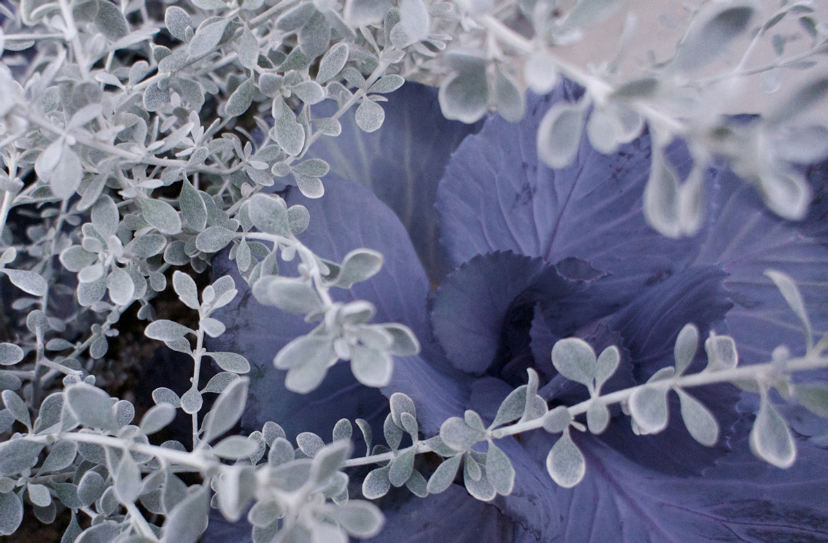 Hakonegasaki Toko 2011